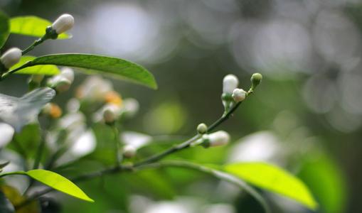 《清晨的风》LRC歌词 《清晨的风》(欧阳尚尚)歌词555uuu下载