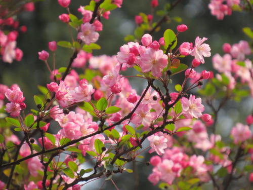 《山樱花》LRC歌词 《山樱花》(黄品源)歌词555uuu下载