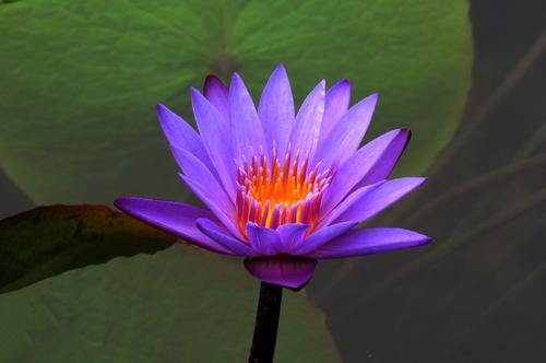 《水莲花》LRC歌词 《水莲花》(金佩珊)歌词555uuu下载