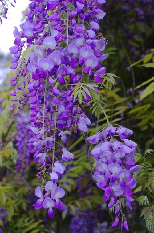 《妹妹花》LRC歌词 《妹妹花》(小筑&烟圈)歌词555uuu下载