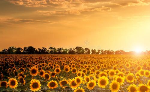 《太陽と向日葵》LRC歌词 《太陽と向日葵》(Flower)歌词555uuu下载