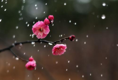 《花落了》LRC歌词 《花落了》(孔昱)歌词555uuu下载