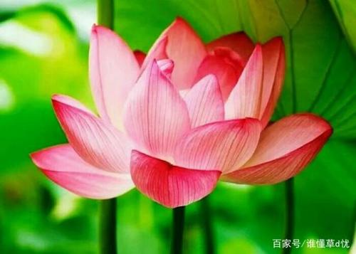 《爱如莲花》LRC歌词 《爱如莲花》(高翊菲)歌词555uuu下载