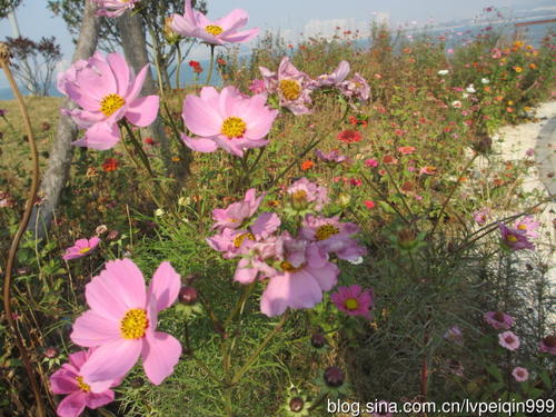 《我爱格桑花》LRC歌词 《我爱格桑花》(苗苗)歌词555uuu下载