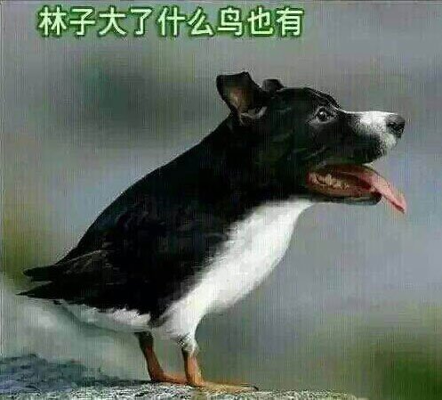 《林子大了都有什么鸟》LRC歌词 《林子大了都有什么鸟》(李志洲)歌词555uuu下载
