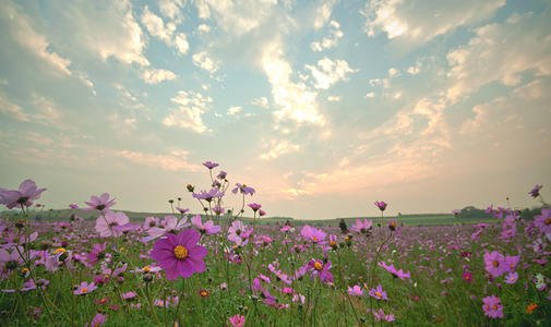 《我是你的格桑花》LRC歌词 《我是你的格桑花》(王琪)歌词555uuu下载