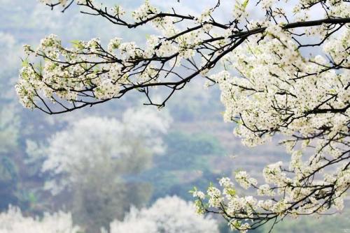 《梨花如梦》LRC歌词 《梨花如梦》(魏新雨)歌词555uuu下载