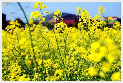 《油菜花儿》LRC歌词 《油菜花儿》(天爱)歌词555uuu下载