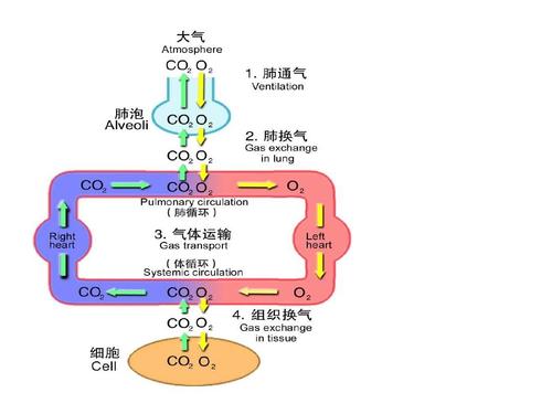 《呼吸》LRC歌词 《呼吸》(梁汉文)歌词555uuu下载