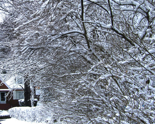 《冬雪如梦》LRC歌词 《冬雪如梦》(张茜)歌词555uuu下载