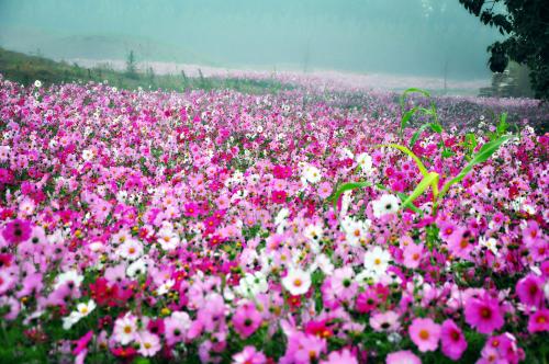 《格桑花开》LRC歌词 《格桑花开》(凤凰传奇)歌词555uuu下载