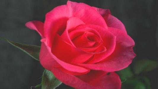 《玫瑰花在开放》(汤非)歌词555uuu下载