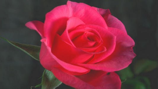 《玫瑰花在开放》LRC歌词 《玫瑰花在开放》(汤非)歌词555uuu下载