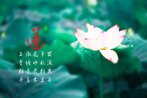 《莲说》LRC歌词 《莲说》(黄绮珊)歌词555uuu下载