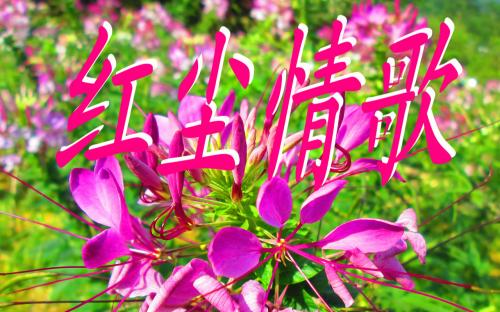 《情歌》LRC歌词 《情歌》(陈宁)歌词555uuu下载