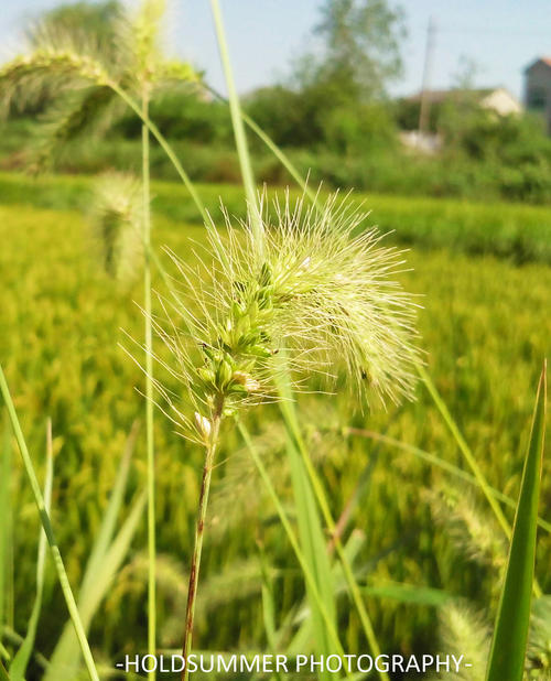 《花(音乐来自四方)》LRC歌词 《花(音乐来自四方)》(五月天)歌词555uuu下载