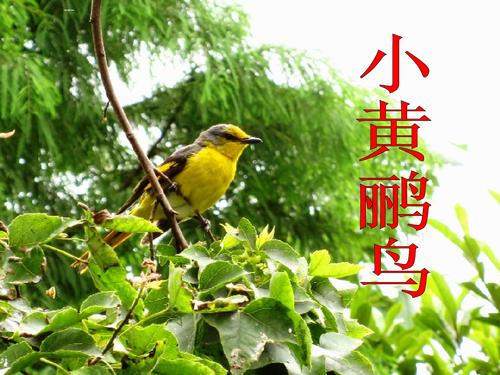 《小黄鹂鸟》LRC歌词 《小黄鹂鸟》(谢采妘)歌词555uuu下载