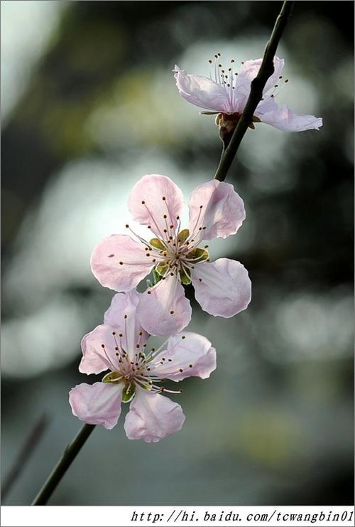 《桃花浅浅》LRC歌词 《桃花浅浅》(清莞)歌词555uuu下载