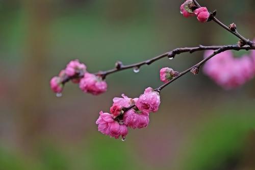 《雨中花》(The,One郑淳元)歌词555uuu下载