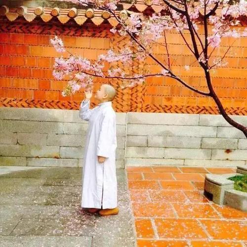 《婚纱与袈裟》LRC歌词 《婚纱与袈裟》(望海高歌)歌词555uuu下载