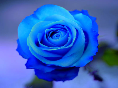 《Blue rose》LRC歌词 《Blue rose》(AKB48)歌词555uuu下载