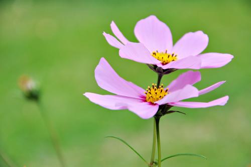 《幸福的花朵》LRC歌词 《幸福的花朵》(李知遥)歌词555uuu下载