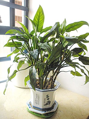 《流浪花》LRC歌词 《流浪花》(吕方)歌词555uuu下载