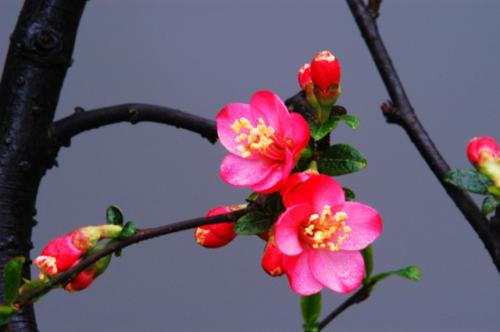 《花》LRC歌词 《花》(小宋佳)歌词555uuu下载