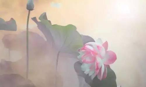 《情不问因果》LRC歌词 《情不问因果》(杭娇)歌词555uuu下载
