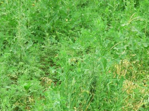 《江湖野草》LRC歌词 《江湖野草》(海洋)歌词555uuu下载