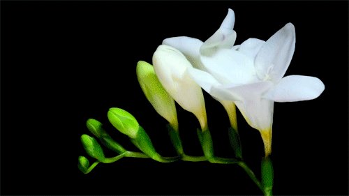《花开了》LRC歌词 《花开了》(王菲菲)歌词555uuu下载