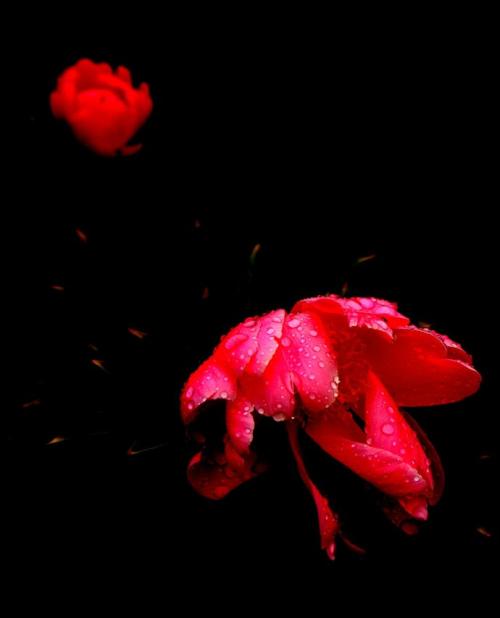 《雨打花瓣的声音》LRC歌词 《雨打花瓣的声音》(周传雄)歌词555uuu下载