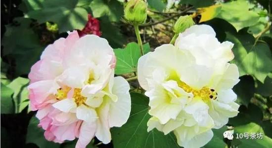 《又见芙蓉》LRC歌词 《又见芙蓉》(郑毅)歌词555uuu下载