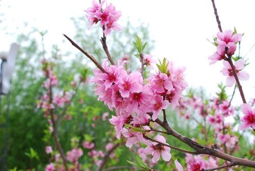 《又见桃花开》LRC歌词 《又见桃花开》(爱朵女孩)歌词555uuu下载