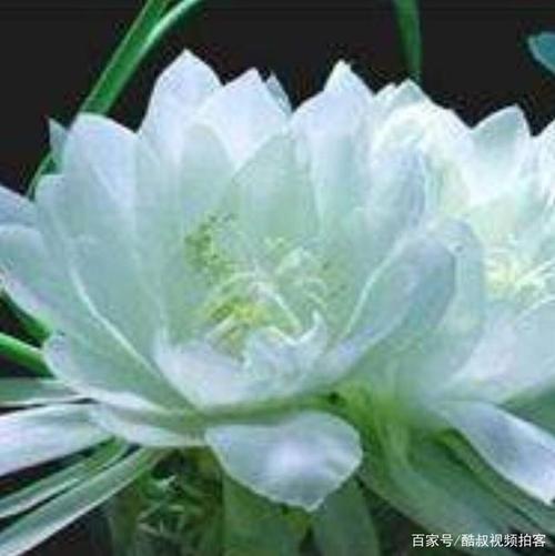《心中雪莲》LRC歌词 《心中雪莲》(才让洛桑)歌词555uuu下载