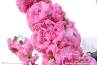 《春花春花》LRC歌词 《春花春花》(王晓敏)歌词555uuu下载