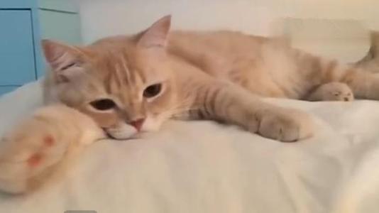 《失恋的猫》LRC歌词 《失恋的猫》(葛雨晴&电流妹)歌词555uuu下载