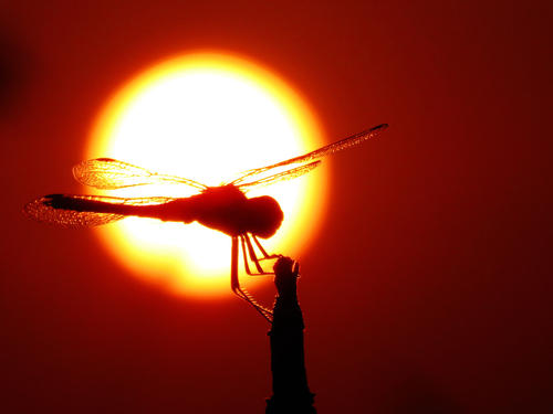《晚霞中的红蜻蜓》(汪拉拉)歌词555uuu下载