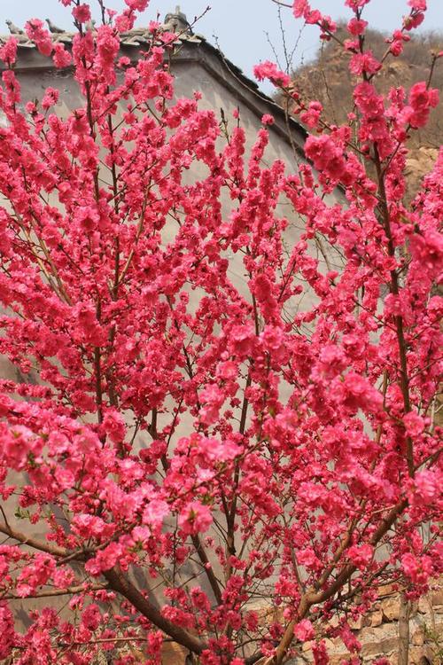 《真爱有桃花》LRC歌词 《真爱有桃花》(可泽)歌词555uuu下载