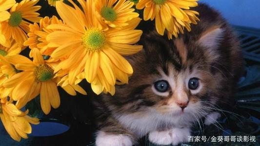 《风吹花流泪》LRC歌词 《风吹花流泪》(赵鑫)歌词555uuu下载