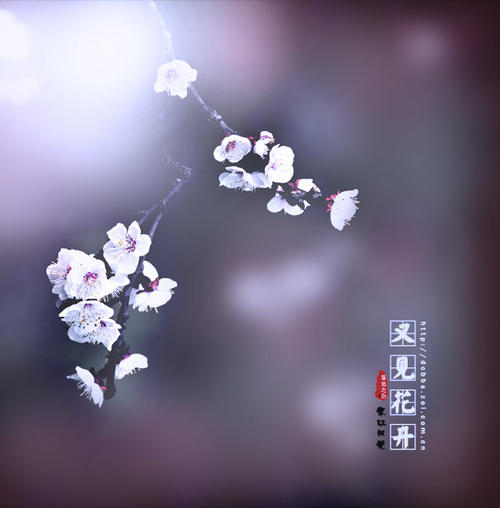 《又见花开》LRC歌词 《又见花开》(胡龄月&兰雨)歌词555uuu下载