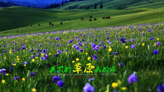 《你是草原我是花》LRC歌词 《你是草原我是花》(苏勒亚其其格)歌词555uuu下载