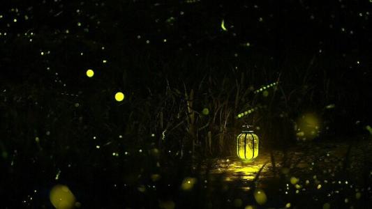 《萤火》LRC歌词 《萤火》(张洢豪、火箭少女101张紫宁)歌词555uuu下载