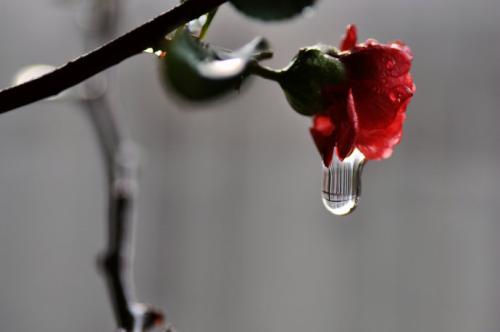 《花泪》LRC歌词 《花泪》(栋梁)歌词555uuu下载