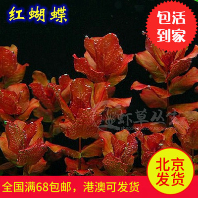 《红蝴蝶》LRC歌词 《红蝴蝶》(黎耀祥)歌词555uuu下载