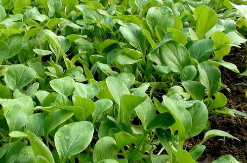 《我不是你的菜》LRC歌词 《我不是你的菜》(田娟)歌词555uuu下载