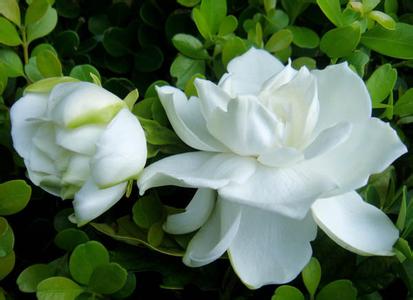《恋花》LRC歌词 《恋花》(陈瑞)歌词555uuu下载