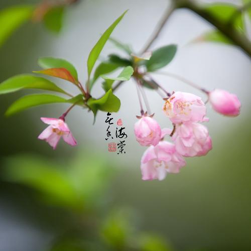《海棠无香》LRC歌词 《海棠无香》(董真、心然)歌词555uuu下载