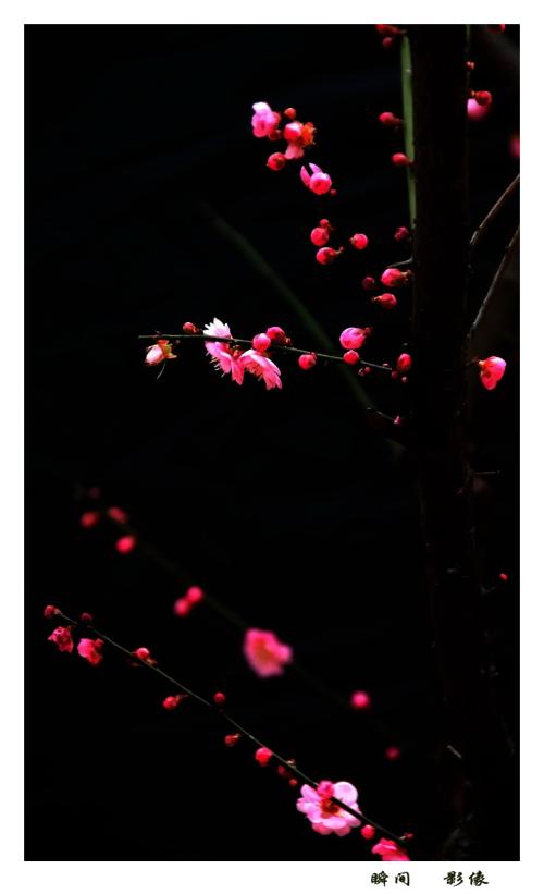 《梅花三弄弄》LRC歌词 《梅花三弄弄》(马博)歌词555uuu下载