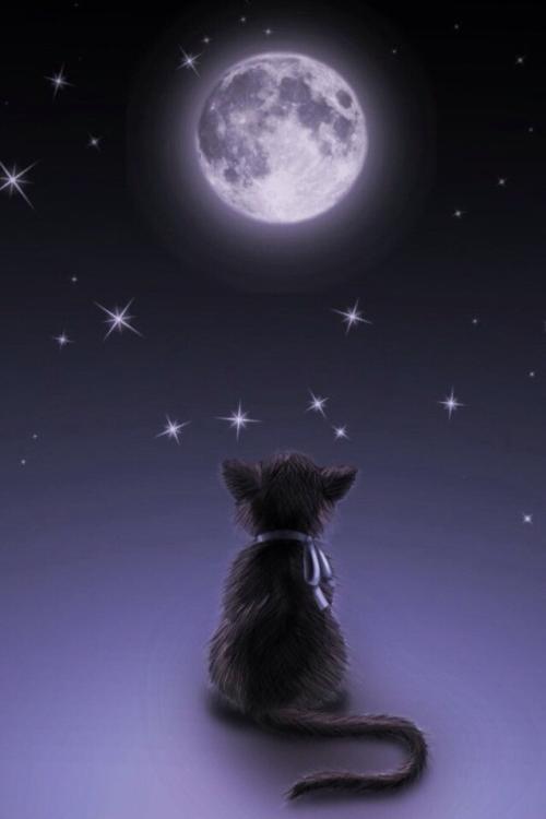 《相思的夜里》LRC歌词 《相思的夜里》(时嘉)歌词555uuu下载